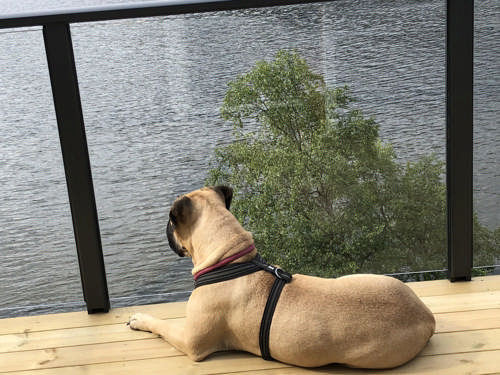plastmo_frontmonteret-raekvaerk_hund.jpg